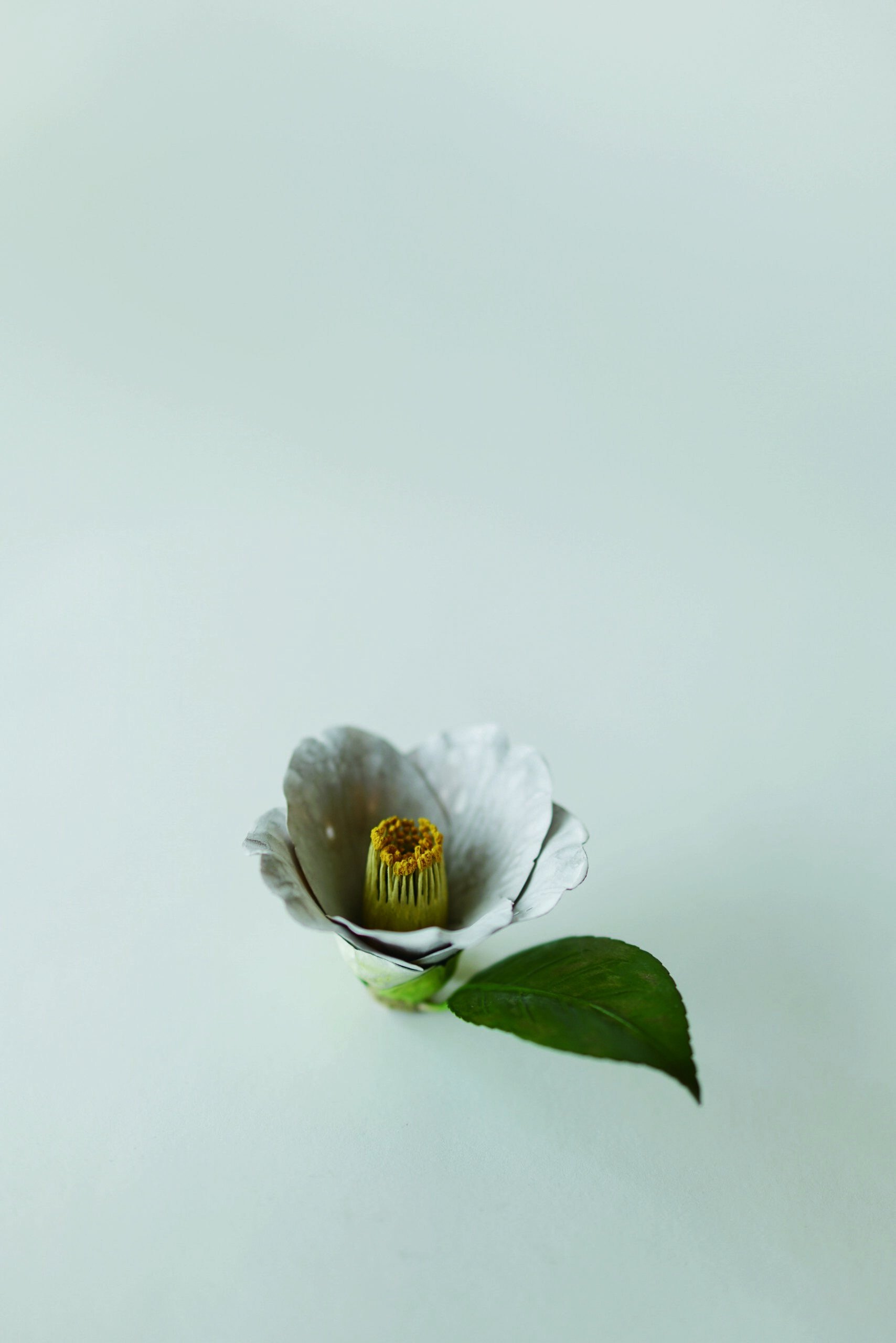 須田悦弘展