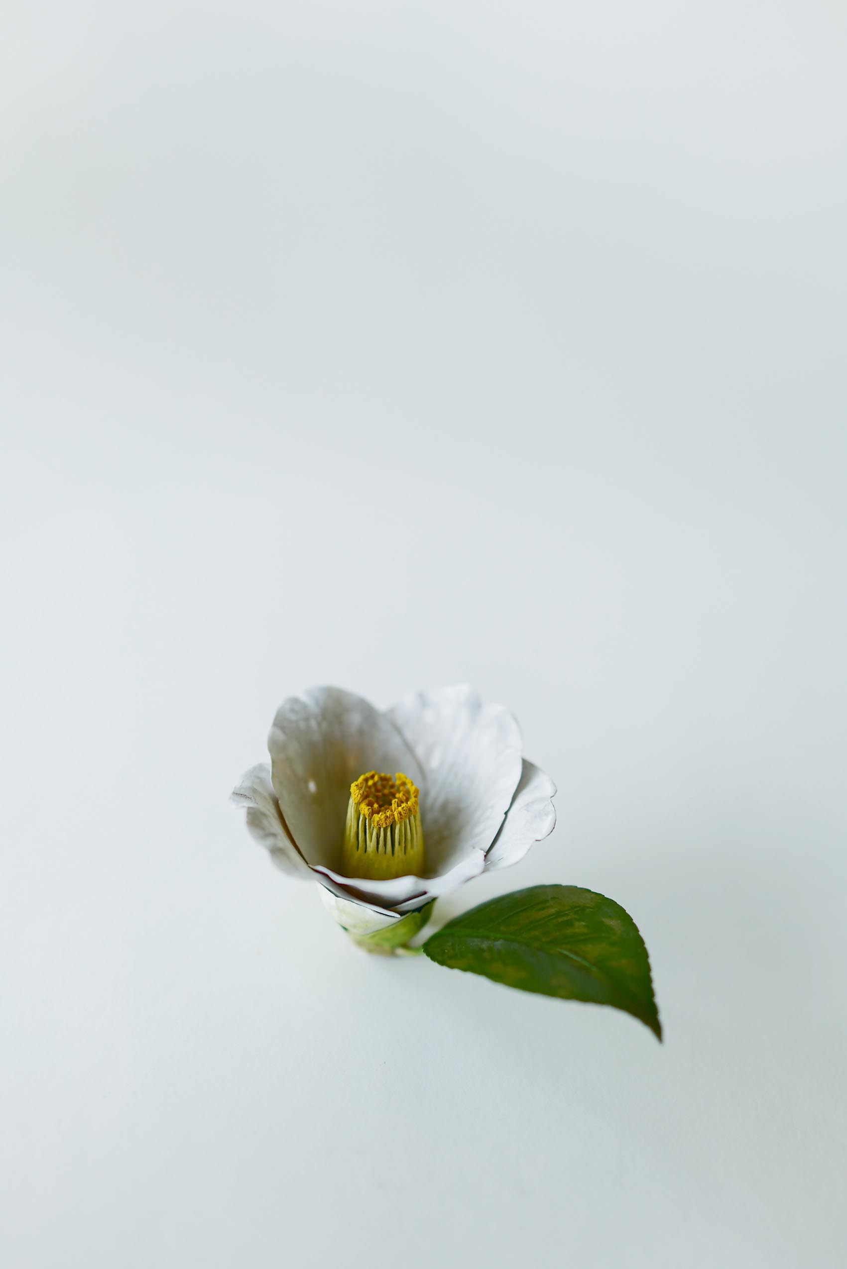 須田悦弘展